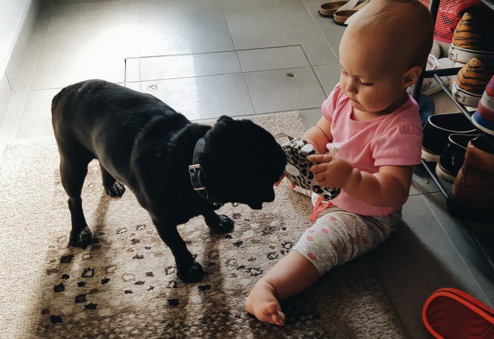 Živalsko kraljestvo